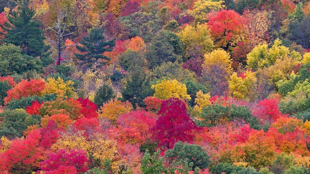 INDIAN SUMMER&amp;gt;De gevarieerde septemberweken - VleesgildeVleesgilde