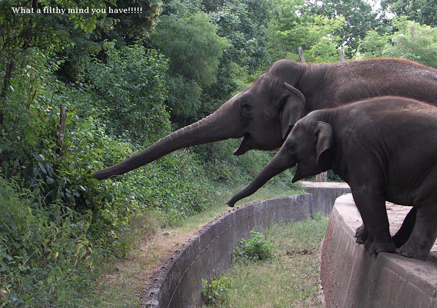 elephants-size-matters
